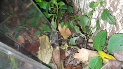 Trachycephalus vermiculatus