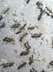 Paratrechina longicornis