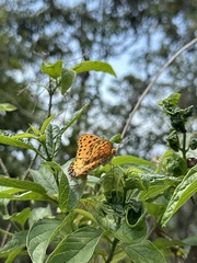 Argynnis hyperbius hyperbius