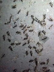 Paratrechina longicornis