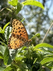 Argynnis hyperbius hyperbius