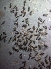 Paratrechina longicornis