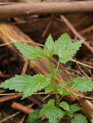 Urtica incisa