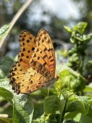 Argynnis hyperbius hyperbius