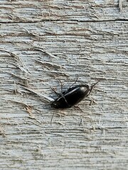 Carabidae