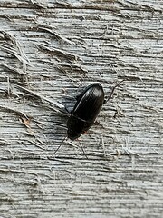 Carabidae