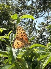 Argynnis hyperbius hyperbius