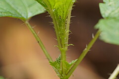 Urtica incisa
