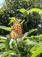 Argynnis hyperbius hyperbius