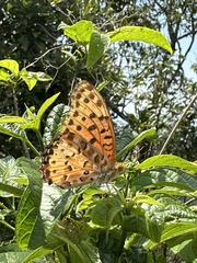 Argynnis hyperbius hyperbius