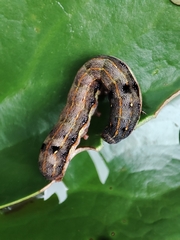 Spodoptera