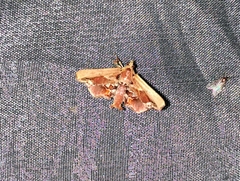 Proteinia pallifrons