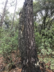 Pinus attenuata