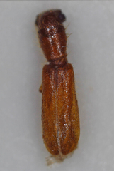 Cleridae