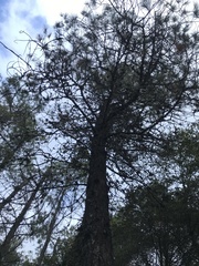 Pinus attenuata