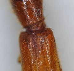 Cleridae