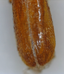 Cleridae