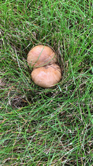 Marasmius oreades