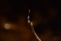 Argia agrioides