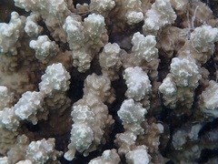 Porites rus