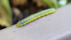 Leptophobia aripa