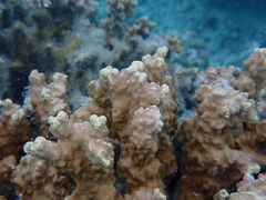 Porites rus