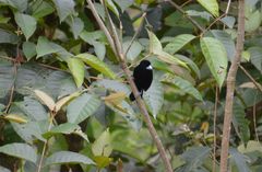 Ramphocelus flammigerus icteronotus