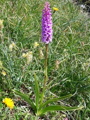 Gymnadenia densiflora