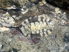 Chitonidae