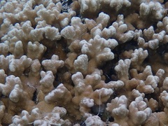 Porites rus