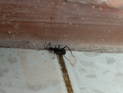 Myrmhopla