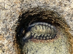 Chitonidae
