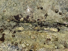 Chitonidae