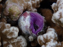 Coralliophila violacea
