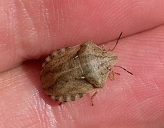 Eurygaster testudinaria