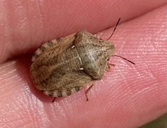 Eurygaster testudinaria
