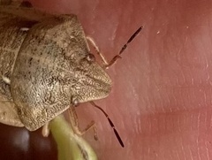 Eurygaster testudinaria
