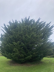 Cupressus macrocarpa