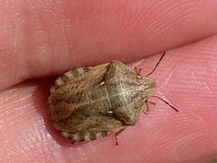 Eurygaster testudinaria