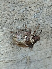 Eysarcoris aeneus