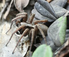 Alopecosa inquilina