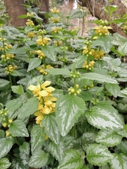 Lamium galeobdolon argentatum