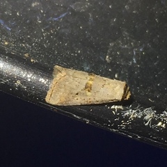 Hyperstrotia flaviguttata