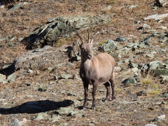 Capra ibex