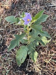 Solanum campylacanthum