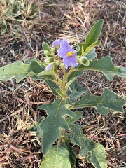 Solanum campylacanthum