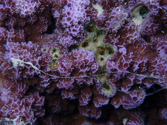 Montipora