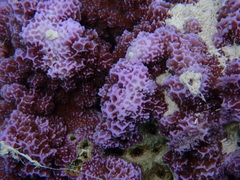 Montipora