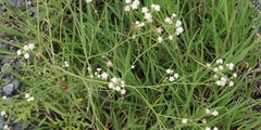 Parthenium