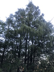 Pseudotsuga menziesii